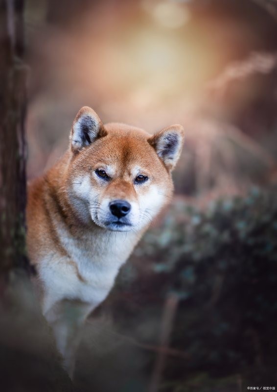 柴犬表情是什么意思？