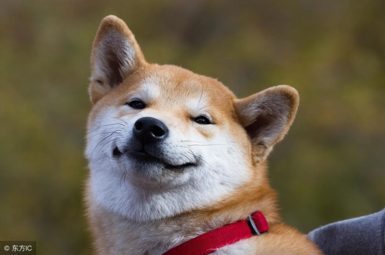 Coin和Token的區別
